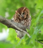 Screech Owl