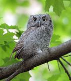 Baby Screech Owl