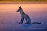 Adult fox by street lamp