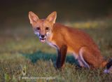 Fox at ISO 102,400 with Canon R6 MK2