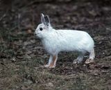 Snowshoe Hare in Ottawa