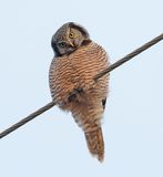 Hawk Owl in March