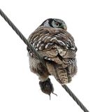 Northern Hawk Owl with vole