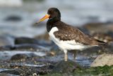 Eurasian Oystercatcher