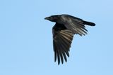 Carrion Crow