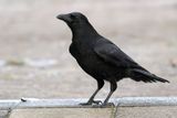 Carrion Crow