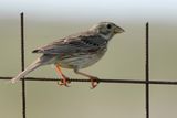 Corn Bunting