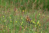 Black-tailed Godwit