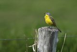 Western Yellow Wagtail