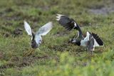 Northern Lapwing