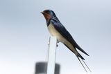Barn Swallow