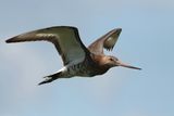 Black-tailed Godwit