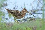 Common Snipe