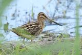 Common Snipe