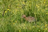 Black-tailed Godwit