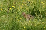 Black-tailed Godwit