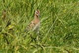 Black-tailed Godwit