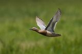 Garganey
