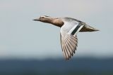Garganey