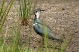 Northern Lapwing