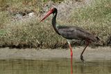 Black Stork