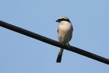 Red-backed Shrike