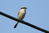 Red-backed Shrike