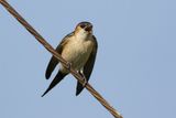 Red-rumped Swallow