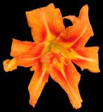 Daylily