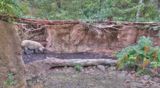 Wild Boar