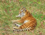 Amur Tiger