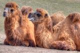 Bactrian camel