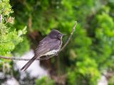 Black phoebe