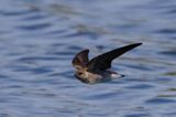 Northern Rough-winged Swallow