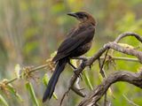 Great tailed Grackle
