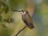 Costas Hummingbird