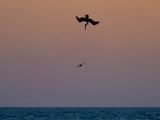 diving brown pelican