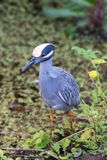 Yellow-crowned Night Heron