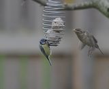 Bird feeding.   ( Start the sesang )