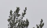 Mindre korsnbb (Loxia curvirostra)