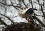 Vit stork (Ciconia ciconia) 
