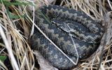 Huggorm (Vipera berus)