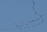 Prutgs (Branta bernicla)