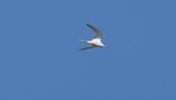 Fisktrna (Sterna hirundo)