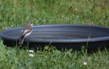 Svartvit flugsnappare (Ficedula hypoleuca) 