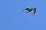 Fisktrna (Sterna hirundo)