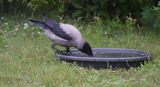 Grkrka (Corvus cornix)