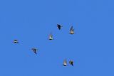 Spovsnppa (Calidris ferruginea)