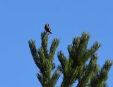Steglits (Carduelis carduelis)