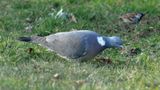 Ringduva (Columba palumbus)
